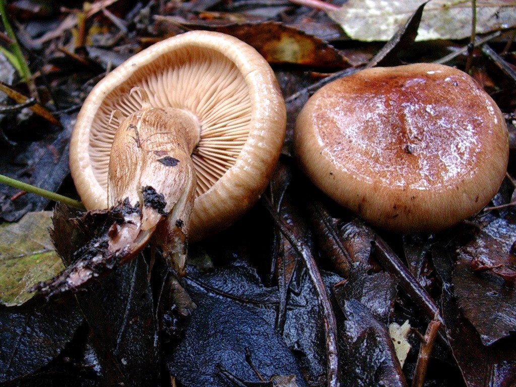 1186 Dicembre vecchio ritrovamento